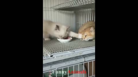 Funny action of cats compilation 2019