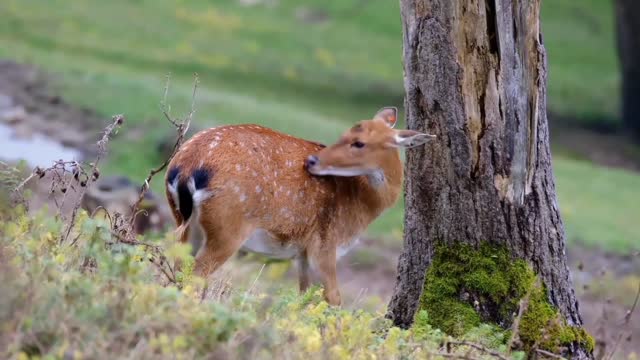 The deer rubbed its head under the plum tree.