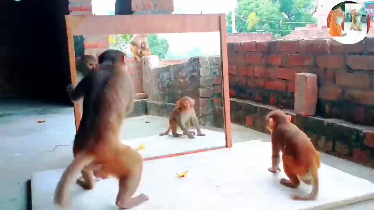 Micro vs monkey! very very funny video