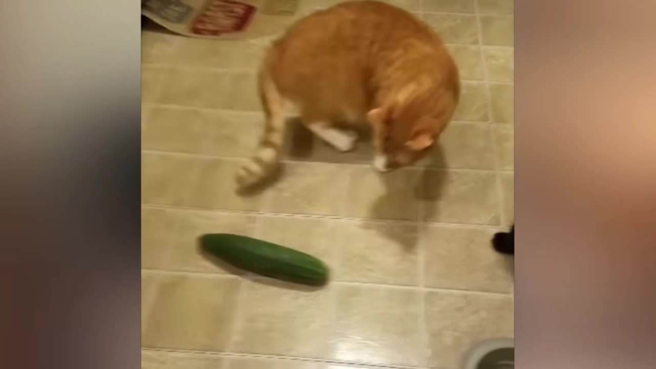 πΉ "Pawsitively Hilarious: Cats Gone Wild! πΉπΎπ"