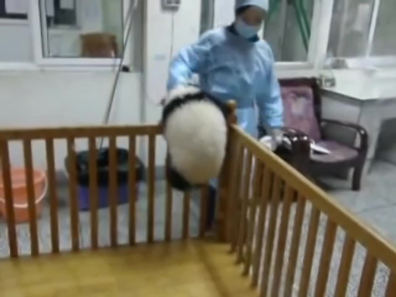 I've never seen such resilient animals. They're like living Teddy-bears.