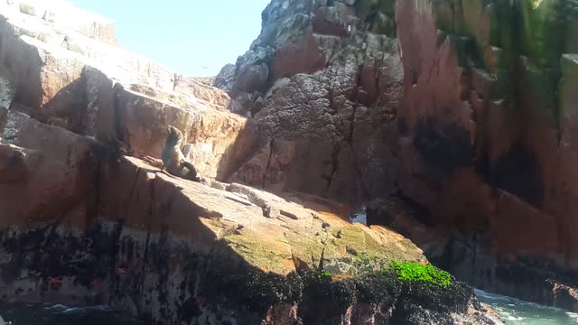 Sea lion scratching itself!!