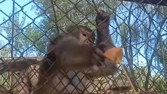 The monkey wants an orange