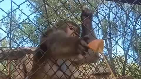 The monkey wants an orange