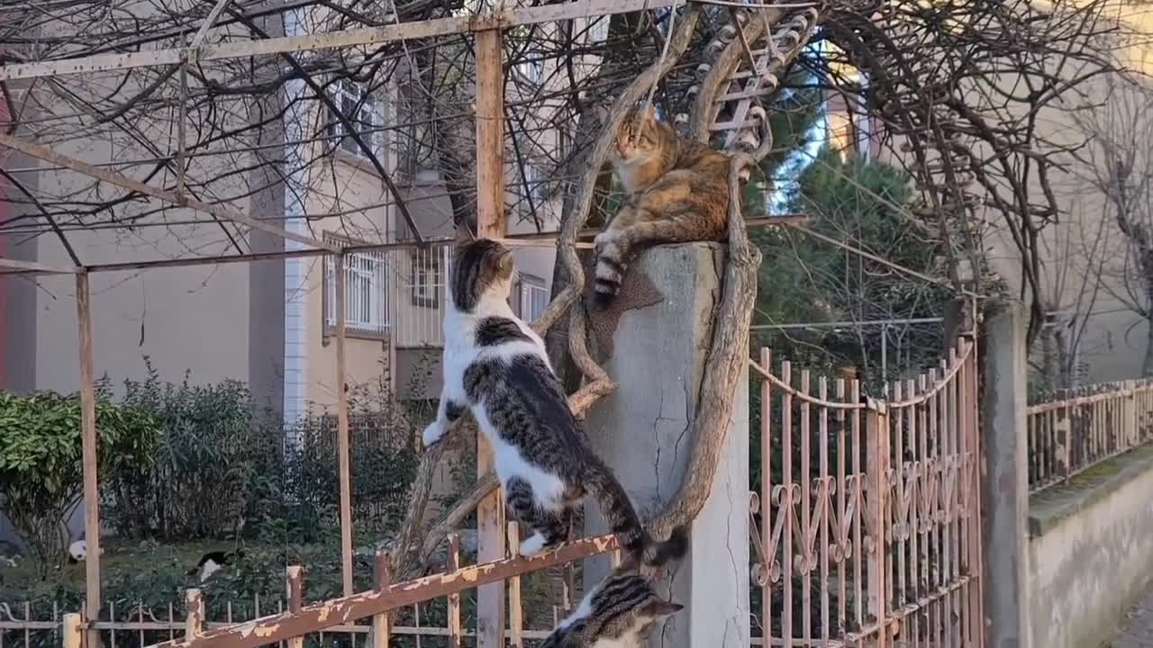 Male cats chasing female cat