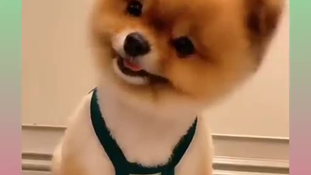 Funny_Dog_Videos_Compilatio