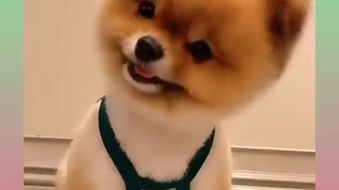 Funny_Dog_Videos_Compilatio