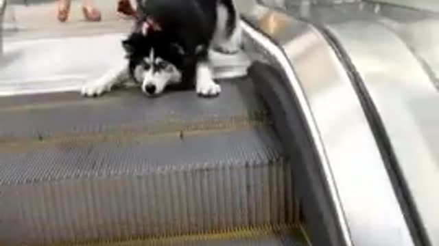 Funny_Husky_Dog__Try_not_to_LAUGH__Part-3_#shorts
