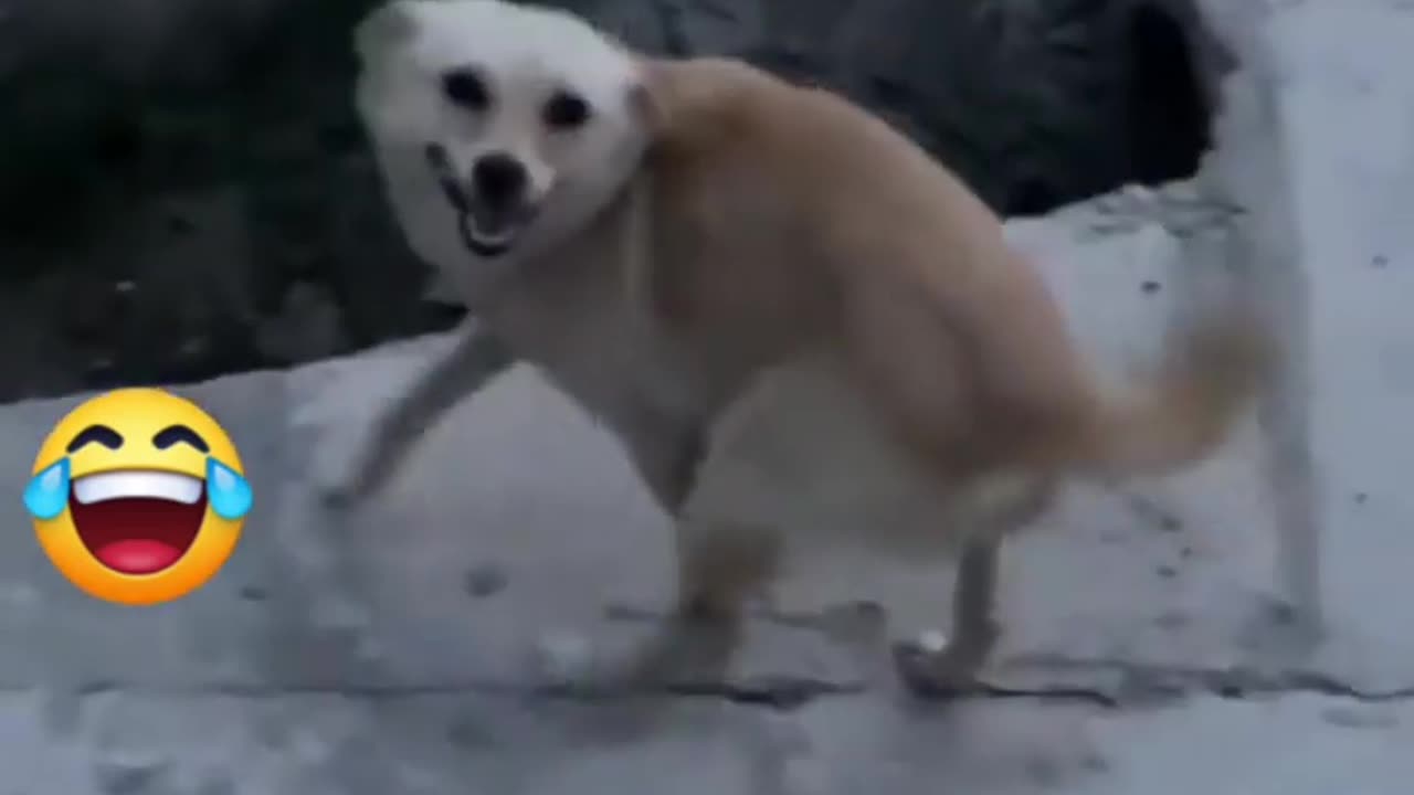 Funny dogs