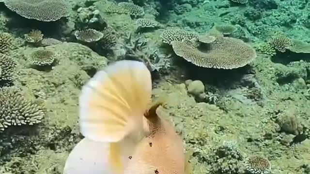 Funny Puffer fish or potka fish.