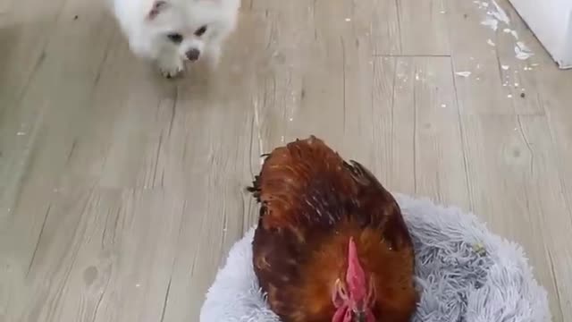 Nico: oops! wrong egg! #cute #dog #doglover #funny #funnymoments