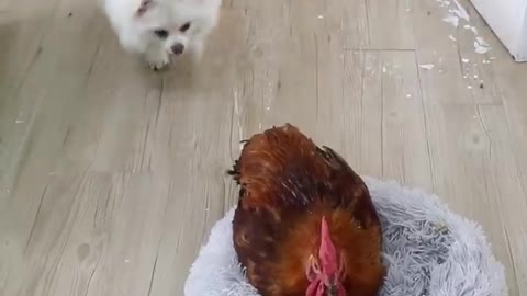 Nico: oops! wrong egg! #cute #dog #doglover #funny #funnymoments