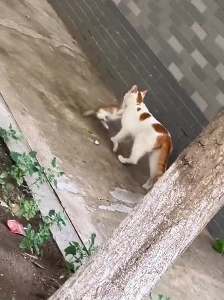 Mother Cat Disciplines Kitten! #catshorts #catlife