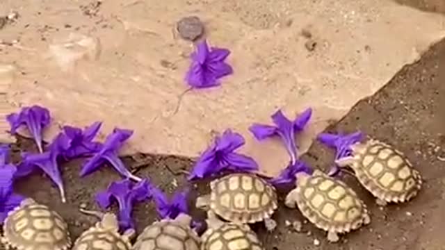 Baby tortoise hatching 😍