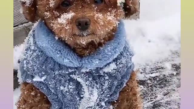 Dog video