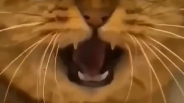 Best funniest cut videos