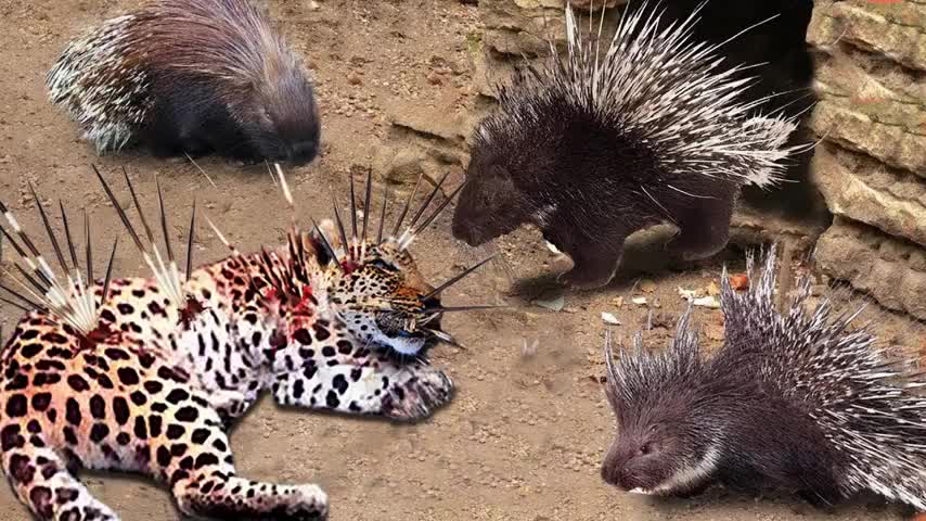 Top 10 Animals Died Tragically When It Tried To Attack The Porcupine - Leopard, Lion, Cheetah