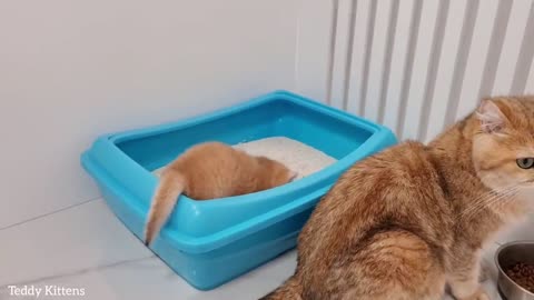 Four PLUSH kittens explore their new home