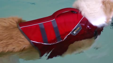 Puppy swimming in a pool