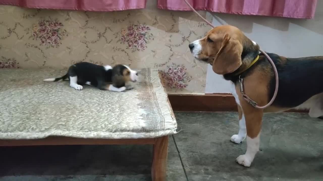 Deep conversation between father & daughter | Leo & Lilly |Leo The Beagle