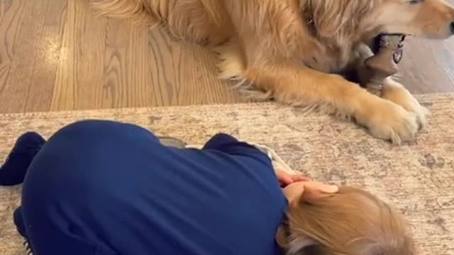 perrito lindo más divertido jugando con niño