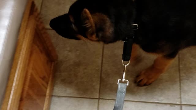 GSD Jake 15 weeks