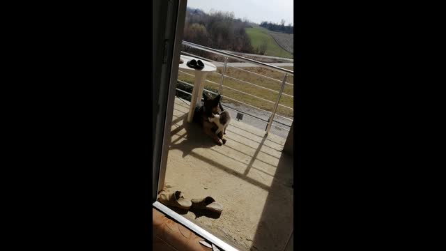 German Shepherd Rejects Cats Advances