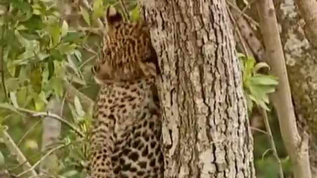 Leopard Cubs in the Tree Tops | Little Big Cat | BBC Earth