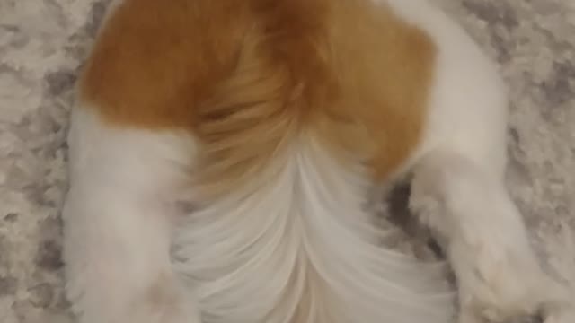 The back of two cute Shih Tzu