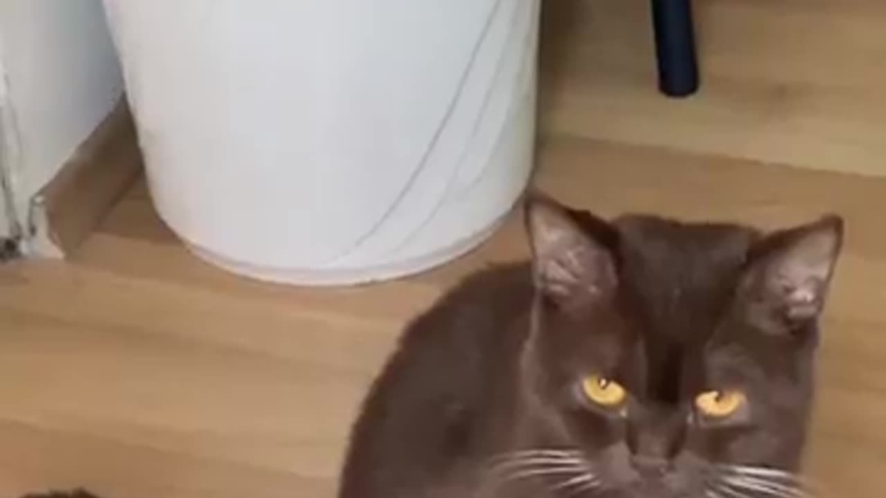 cute cat video, funny video