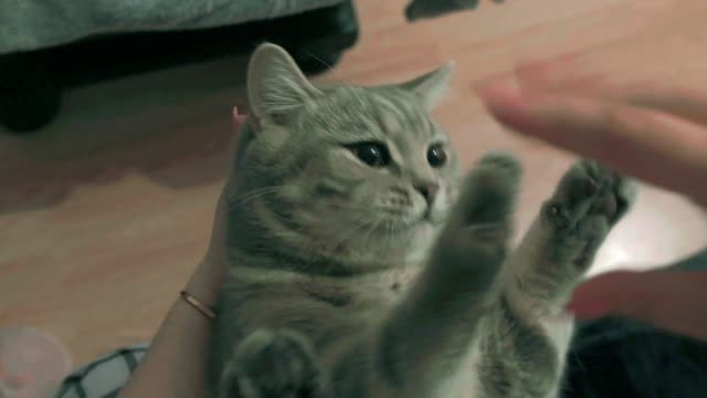 funny cat fails funny animals club