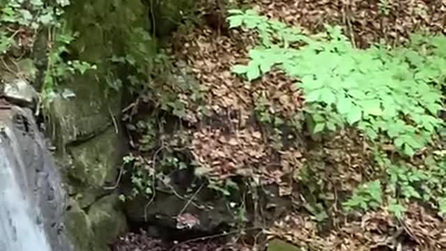 Little Ducklings Take a Leap of Faith to Follow Mama