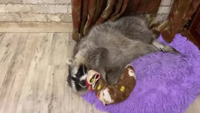 Raccoon loves his favorite bedspread like crazy 2