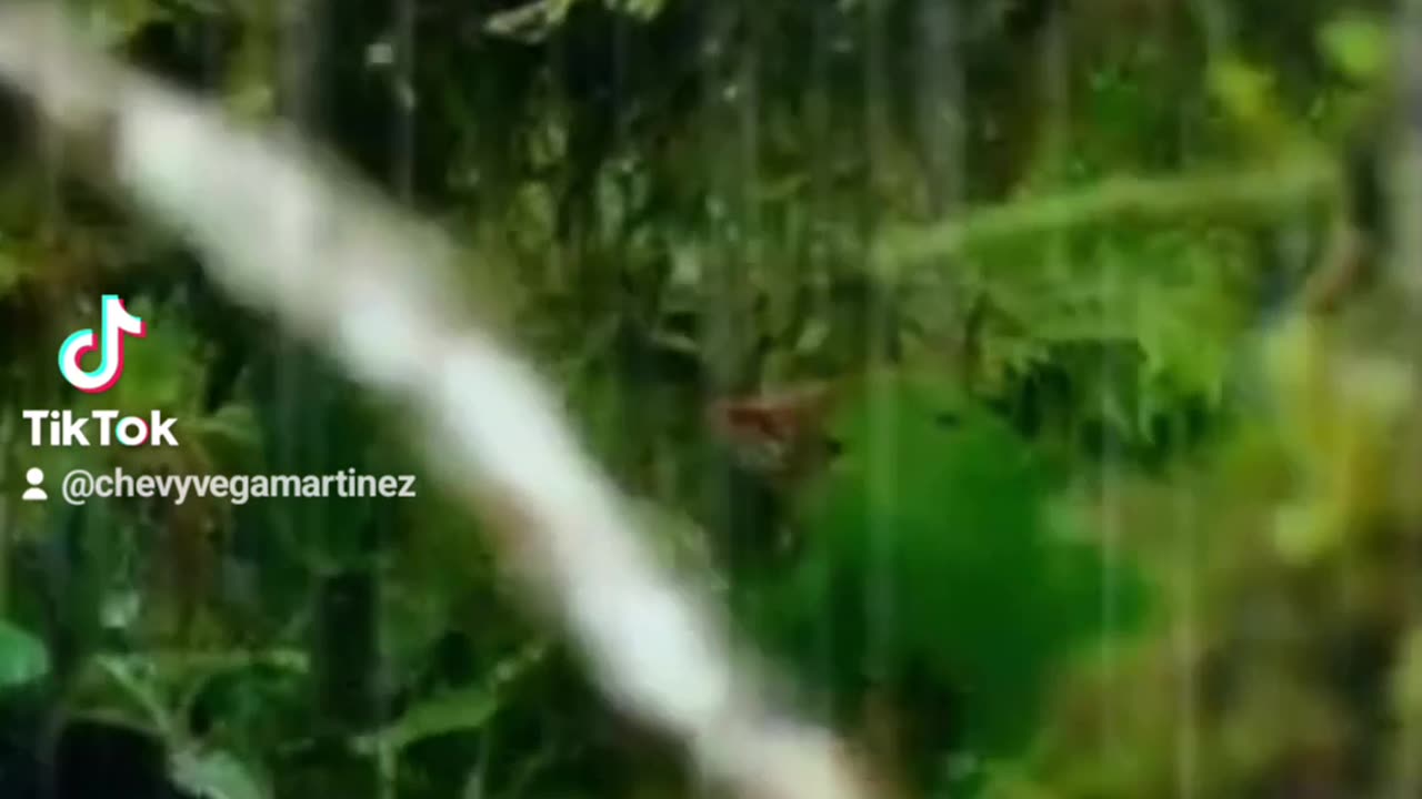 “¡Impresionante! 🌩️🐦 Observa cómo este valiente colibrí desafía una tormenta. 🌺💧