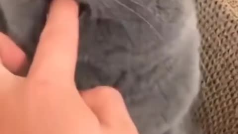 Angry cat 🐱 became happy 🤭😁
