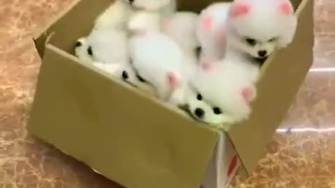 Dog video very cute