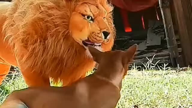 Best funny video fake lion prank on dog | funny videos