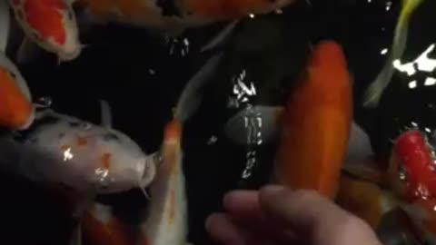 The fish is hungry and it comes begging