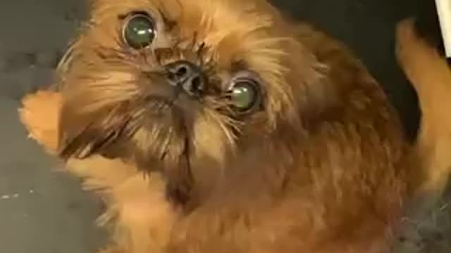 dog groomer