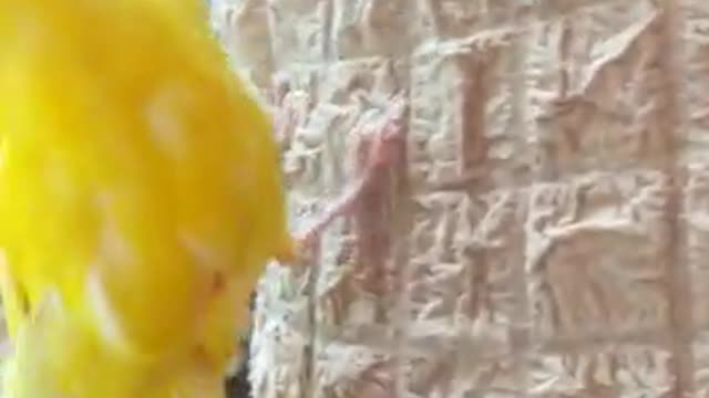 Kakariki Female Playing