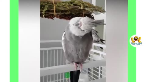 Cute parrots video compilation cute moment of animals | funny parrot