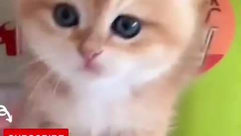 OMG These Cats Are So Cute And Beautiful | Viral Cat