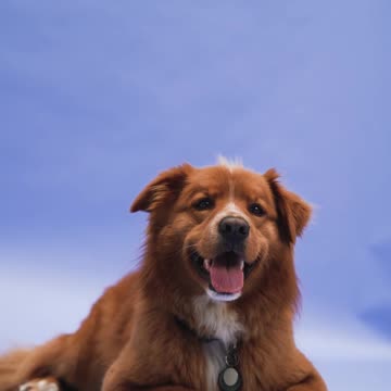 Funniest Jokes Make You Laugh