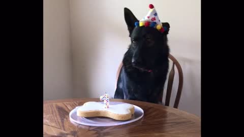 Happy Birthday @brinks_the_gsd