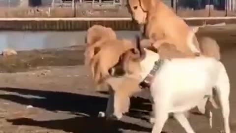 Funny Dog Clips