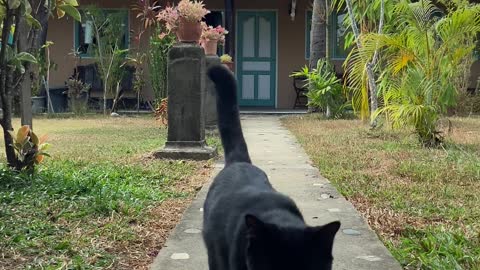 Black Cat Walking like Black Panther