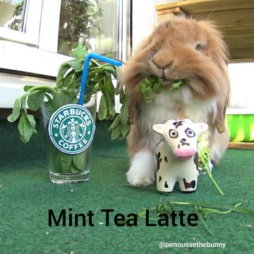 Conejito disfruta todo lo que Starbucks tiene para ofrecer