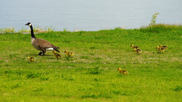 Geese Parade along the Waterfront