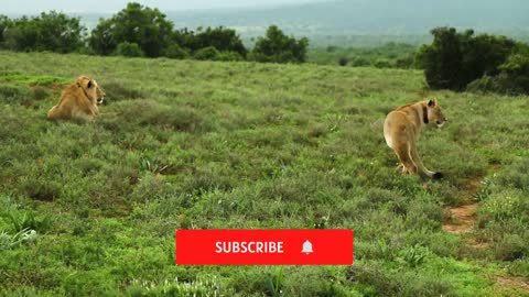 The best and closest lion videos caught on camera 2021