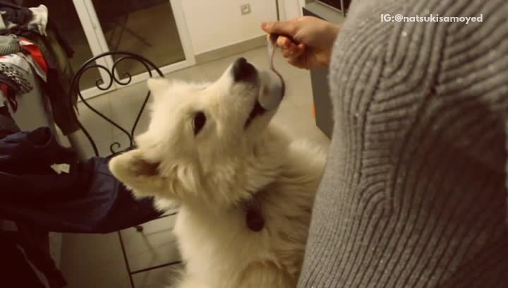 White dog standing next to woman licking peanut butter from spoon